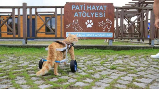 2022'de 4 bin 700 sokak hayvanı sıcak yuvaya kavuştu