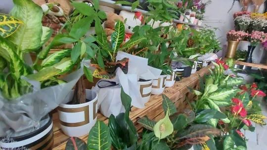 Masal Çiçekçilik yeni adresinde hizmete açıldı