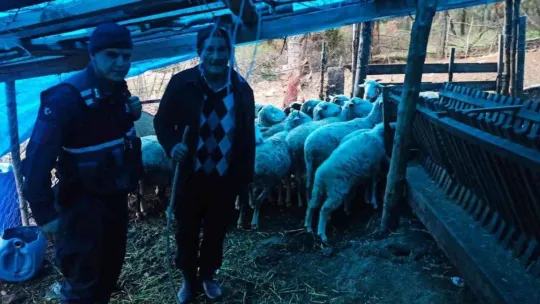 25 koyunu kaybolan kadının yardımına jandarma yetişti