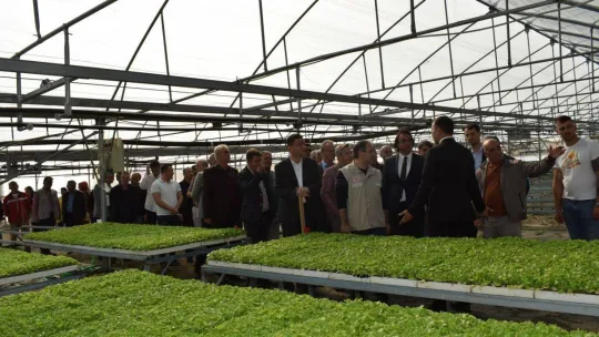 Silivri'de kıvırcık fidesi dağıtımı yapıldı