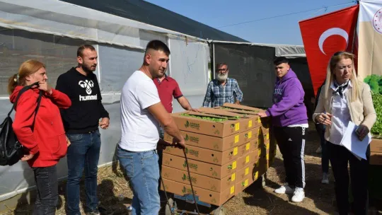 Silivri'de kıvırcık fidesi dağıtımı yapıldı