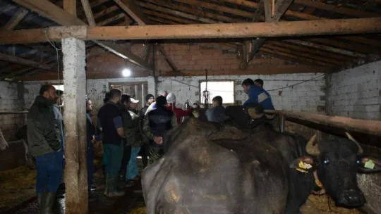 Silivri'de tohumlama yapılacak mandaların tespit çalışmaları yapıldı