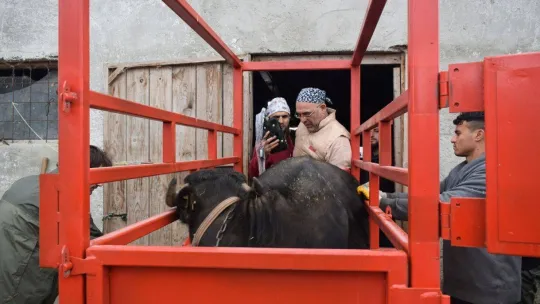 Silivri'de tohumlama yapılacak mandaların tespit çalışmaları yapıldı