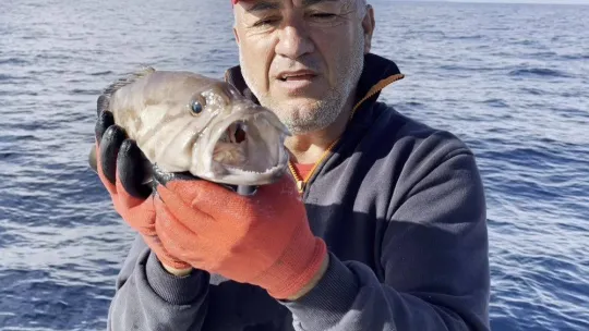 50 yıl sonra ilk kez Kuzey Ege'de görüldü