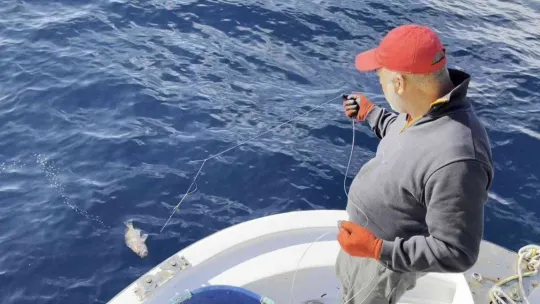 50 yıl sonra ilk kez Kuzey Ege'de görüldü