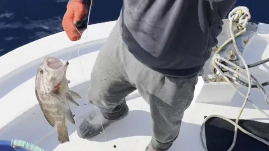 50 yıl sonra ilk kez Kuzey Ege'de görüldü