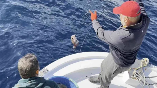 50 yıl sonra ilk kez Kuzey Ege'de görüldü