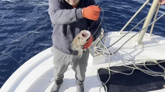 50 yıl sonra ilk kez Kuzey Ege'de görüldü