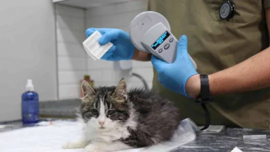 6 gün sonra süre doluyor: Veteriner hekimler ek süre istedi