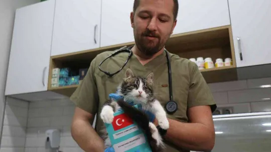 6 gün sonra süre doluyor: Veteriner hekimler ek süre istedi