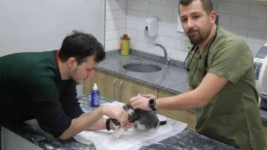 6 gün sonra süre doluyor: Veteriner hekimler ek süre istedi