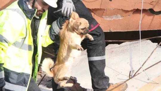 6 katlı bina enkazından sağ çıktı, depremzede kadın sahiplendi