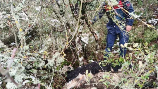 7 büyükbaş hayvanını kaybeden vatandaşın yardımına jandarma yetişti