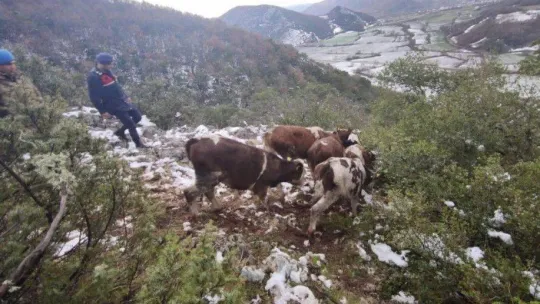 7 büyükbaş hayvanını kaybeden vatandaşın yardımına jandarma yetişti