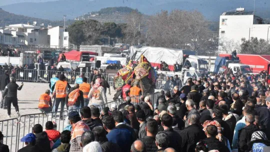 7. Geleneksel Edremit Deve Güreşleri Festivali yapıldı