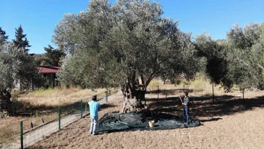 830 yaşındaki zeytin ağacından özel hasat