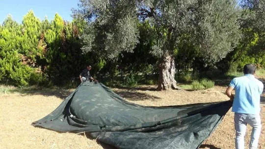 830 yaşındaki zeytin ağacından özel hasat