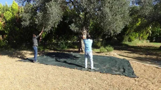 830 yaşındaki zeytin ağacından özel hasat