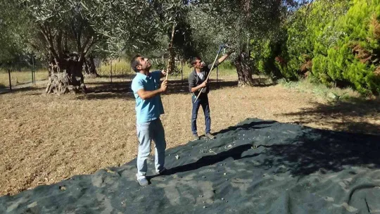 830 yaşındaki zeytin ağacından özel hasat