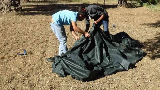 830 yaşındaki zeytin ağacından özel hasat