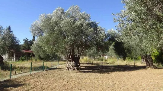 830 yaşındaki zeytin ağacından özel hasat