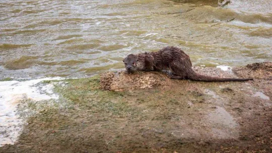 Aç kalan su samuru balıkçı teknesinde yem aradı