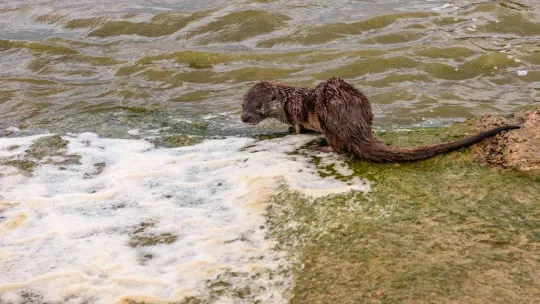 Aç kalan su samuru balıkçı teknesinde yem aradı