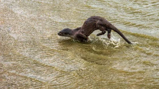 Aç kalan su samuru balıkçı teknesinde yem aradı