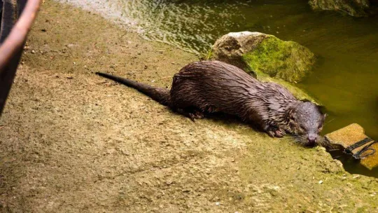 Aç kalan su samuru balıkçı teknesinde yem aradı