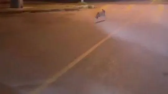 Aç kalan tilki Pendik'e indi