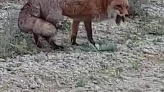 Aç tilkiyi gofretle besledikleri anları kayda aldılar