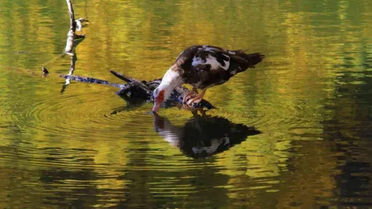Adeta canlı bir yağlı boya tablosu: 'Karagöl'
