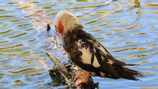 Adeta canlı bir yağlı boya tablosu: 'Karagöl'