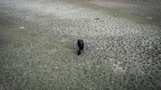 Afrika'yı aratmayan görüntüler İstanbul'da kaydedildi