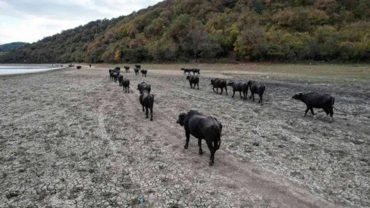 Afrika'yı aratmayan görüntüler İstanbul'da kaydedildi