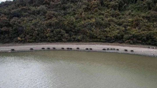 Afrika'yı aratmayan görüntüler İstanbul'da kaydedildi