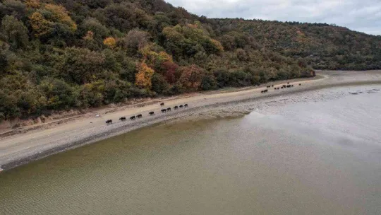 Afrika'yı aratmayan görüntüler İstanbul'da kaydedildi