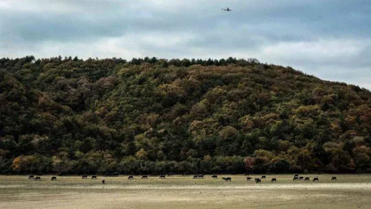 Afrika'yı aratmayan görüntüler İstanbul'da kaydedildi