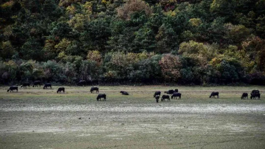 Afrika'yı aratmayan görüntüler İstanbul'da kaydedildi