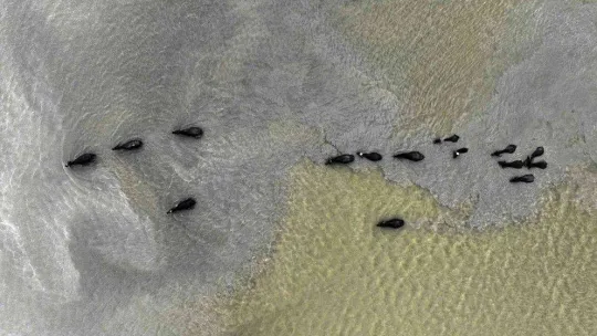 Afrika'yı aratmayan görüntüler İstanbul'da kaydedildi