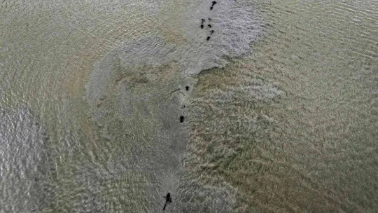 Afrika'yı aratmayan görüntüler İstanbul'da kaydedildi