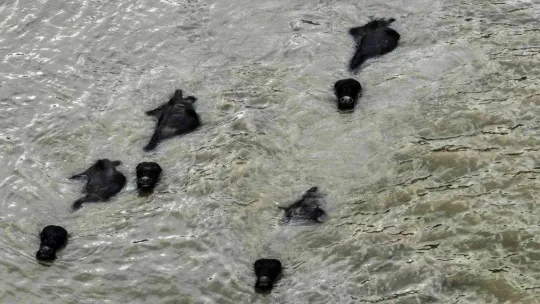 Afrika'yı aratmayan görüntüler İstanbul'da kaydedildi