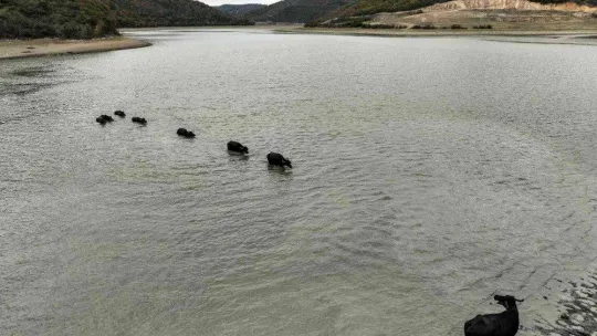 Afrika'yı aratmayan görüntüler İstanbul'da kaydedildi