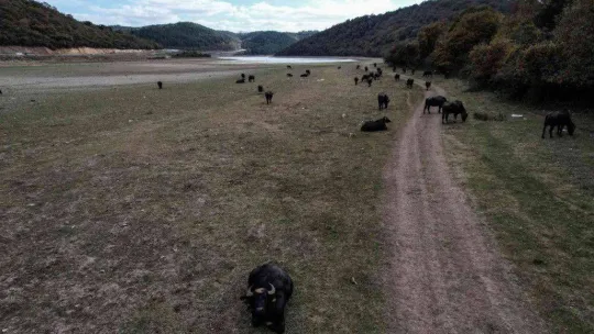 Afrika'yı aratmayan görüntüler İstanbul'da kaydedildi