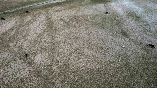 Afrika'yı aratmayan görüntüler İstanbul'da kaydedildi