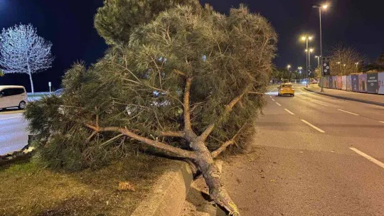 Ağaca çarpıp takla atan aracın sürücüsü olay yerinden kaçtı