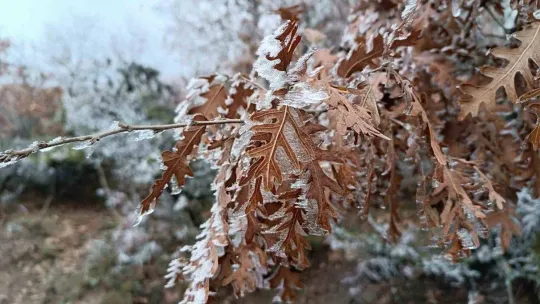 Ağaçlara düşen kırç görsel şölen yaşattı