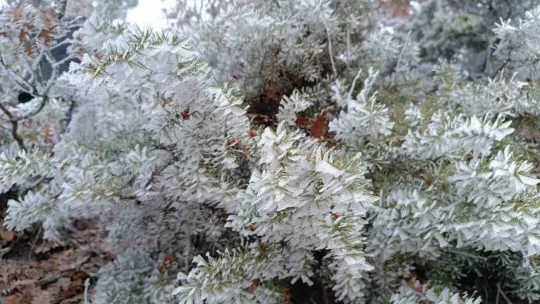 Ağaçlara düşen kırç görsel şölen yaşattı