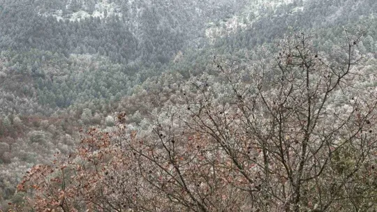 Ağaçlara düşen kırç görsel şölen yaşattı