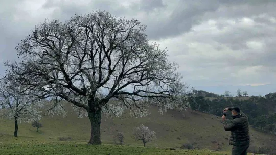 Ağaçlara düşen kırç görsel şölen yaşattı
